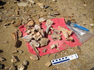 fossils laid out.