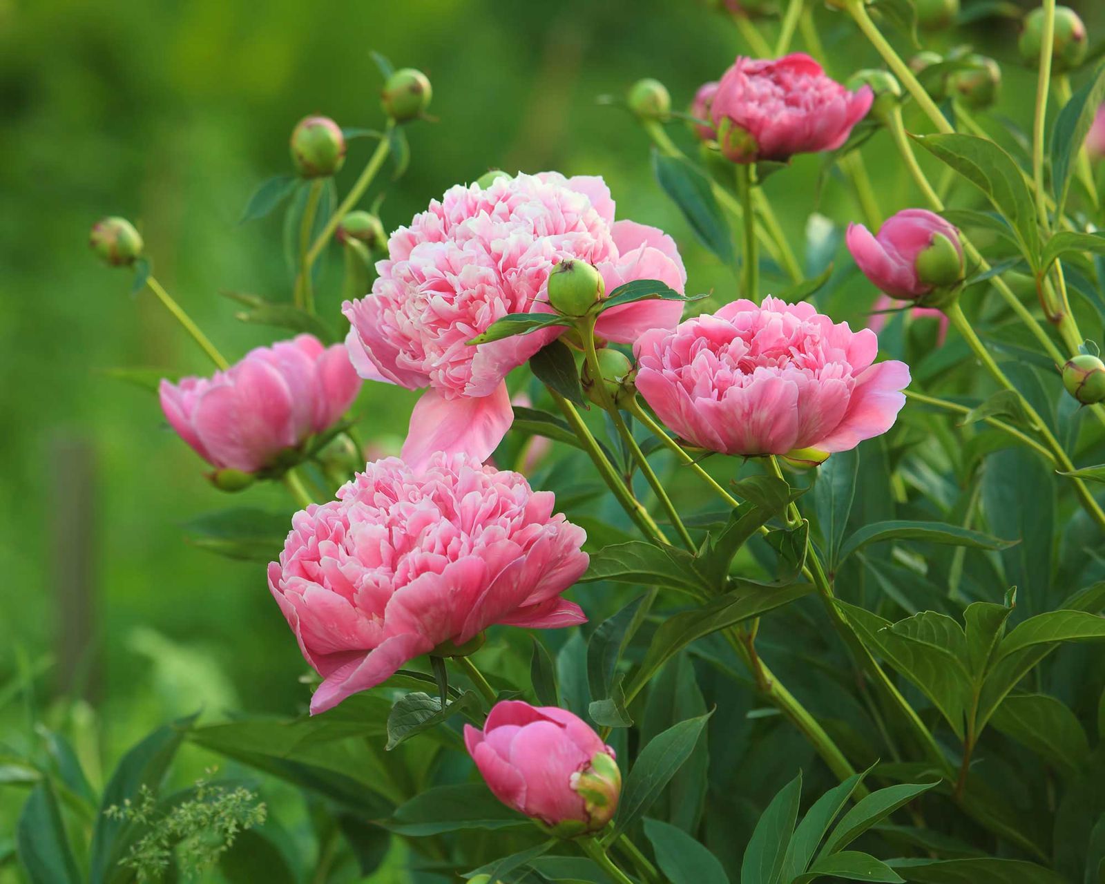 Why are my peonies not blooming? 5 problems and solutions Gardeningetc