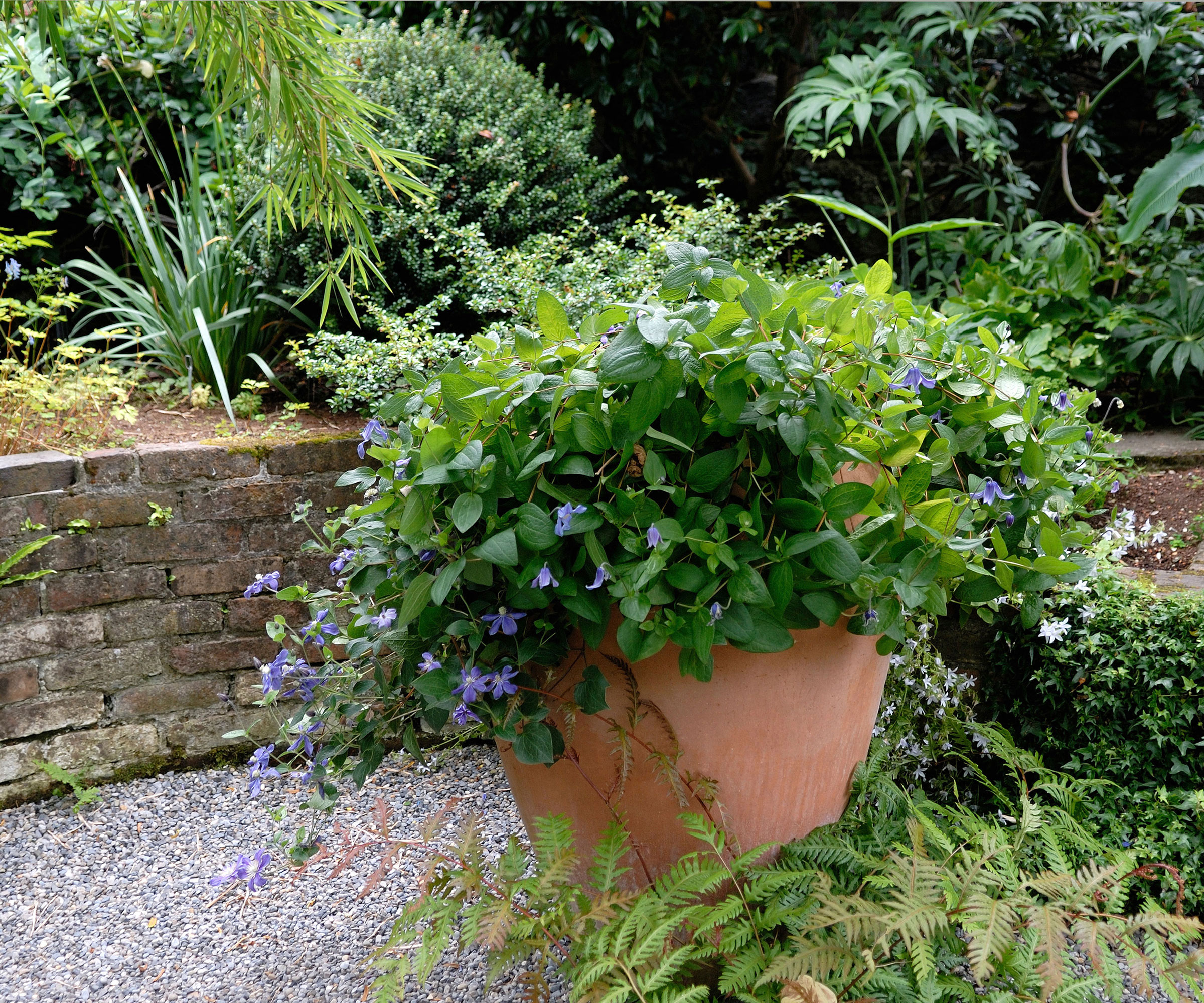 clematis plant in large terracotta pot