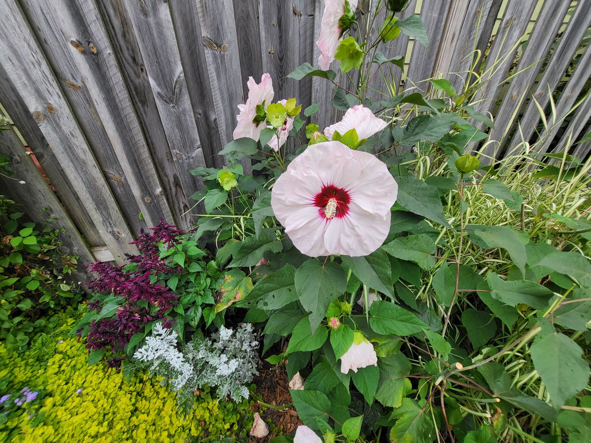Samsung Galaxy Z Flip 3 camera samples