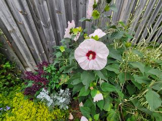 Samsung Galaxy Z Flip 3 camera samples