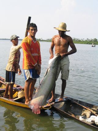 critically endangered animals, arapaima, over-fishing