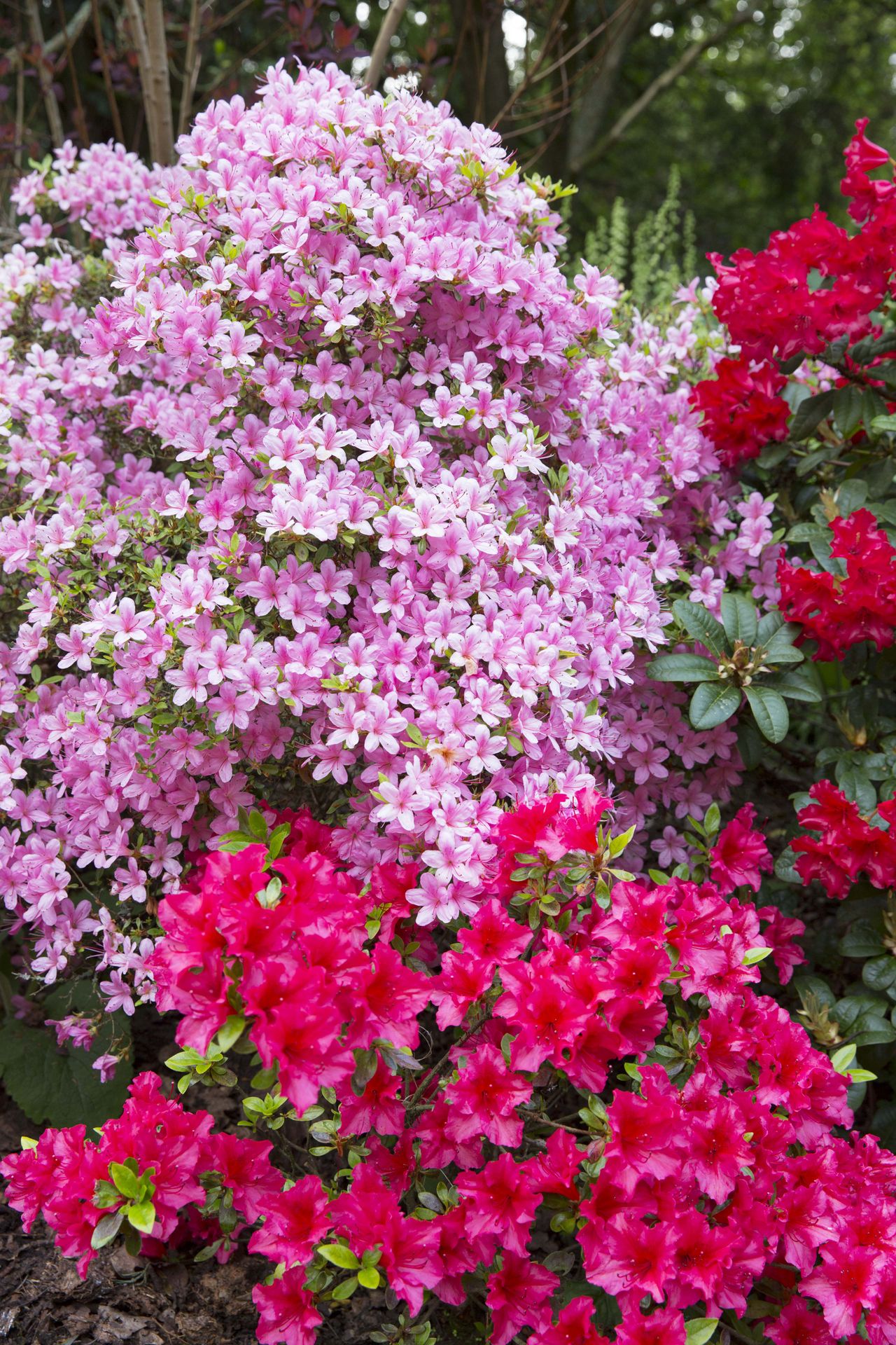 colourful flower