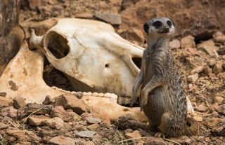 a pregnant meerkat sitting next to a skull