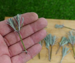 Lavender cuttings in the palm of a hand