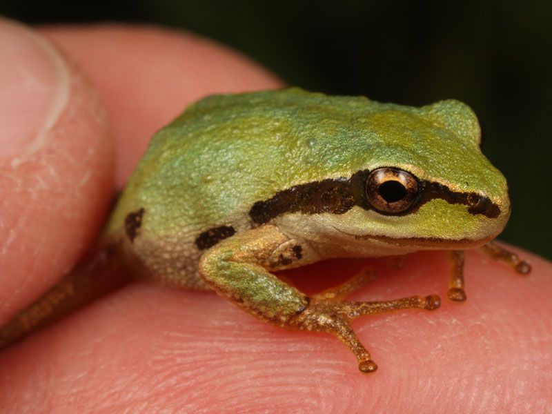 The Pacific chorus frog may be spreading a deadly fungal infection that is wiping out other amphibians around the world. 