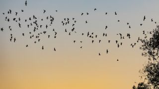 A group of Mexican free-tailed bats (Tadarida brasiliensis) hit the skies at dusk.