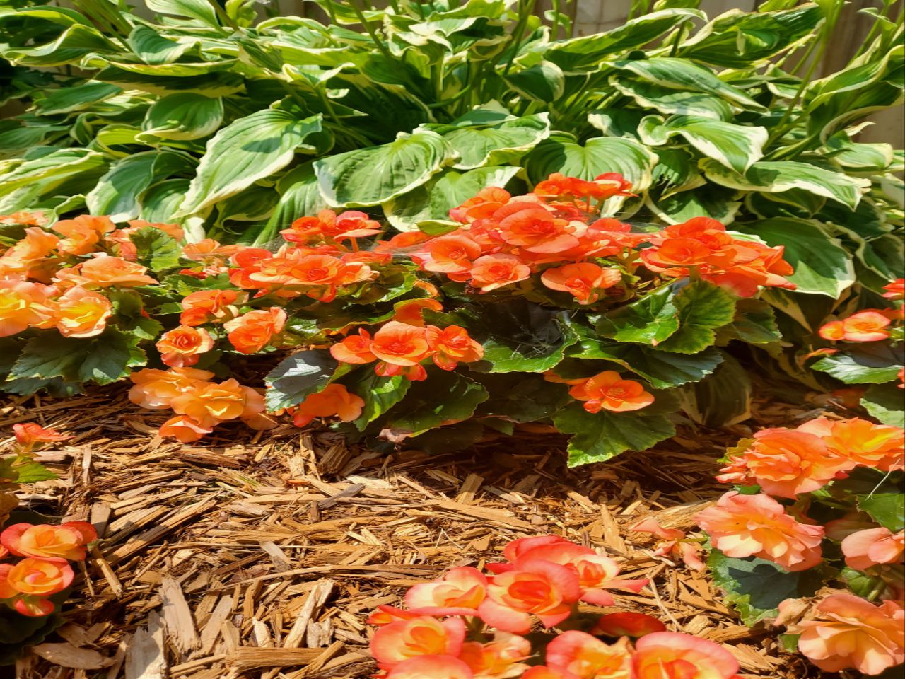 Samsung Galaxy Z Flip 5G camera samples