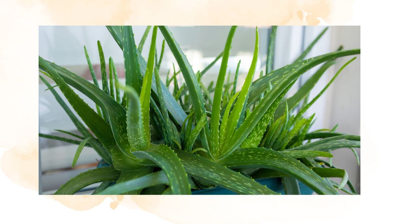 picture of aloe vera with border around it to support advice on how to take a cutting from an aloe vera plant