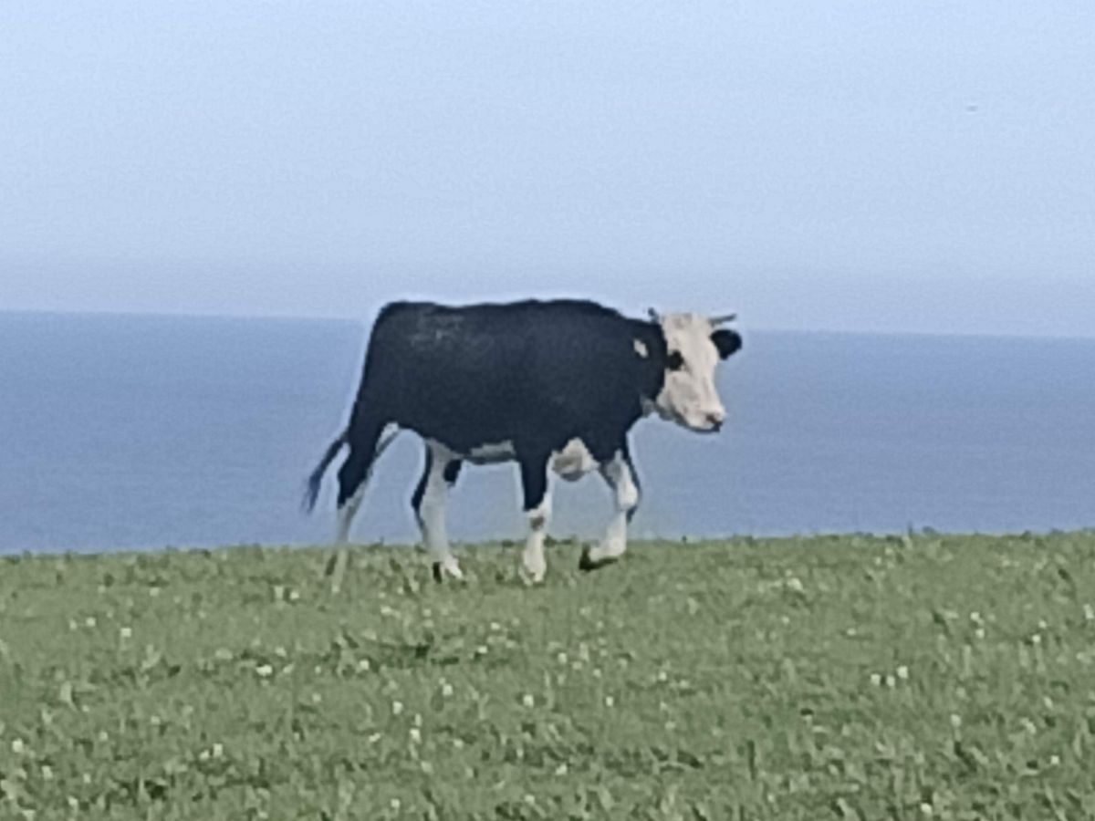 A grainy cow shot with 10x zoom