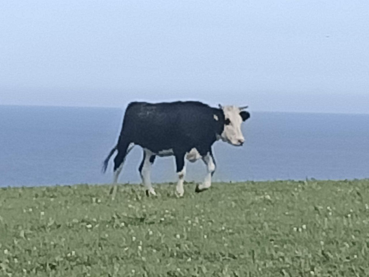 A grainy cow shot with 10x zoom