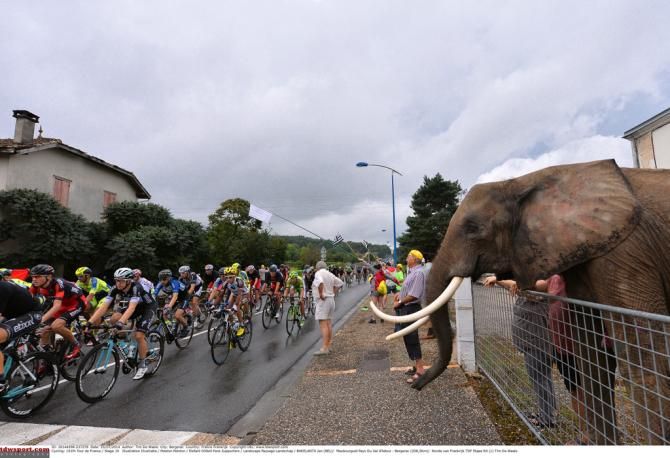 An unusual spectator enjoying the race