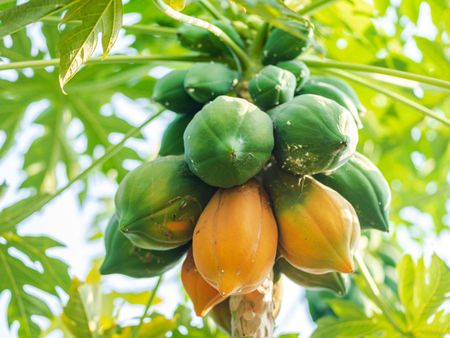 Tree With Green And Orange Papayas