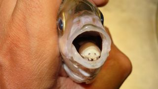 A tongue-eating parasite inside a fish's mouth