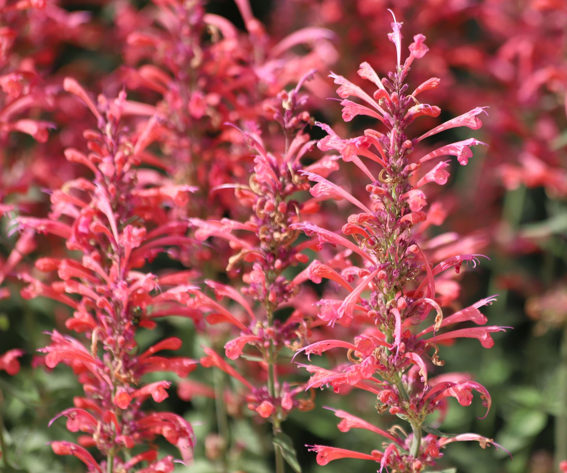 agastache Tutti Frutti in full bloom