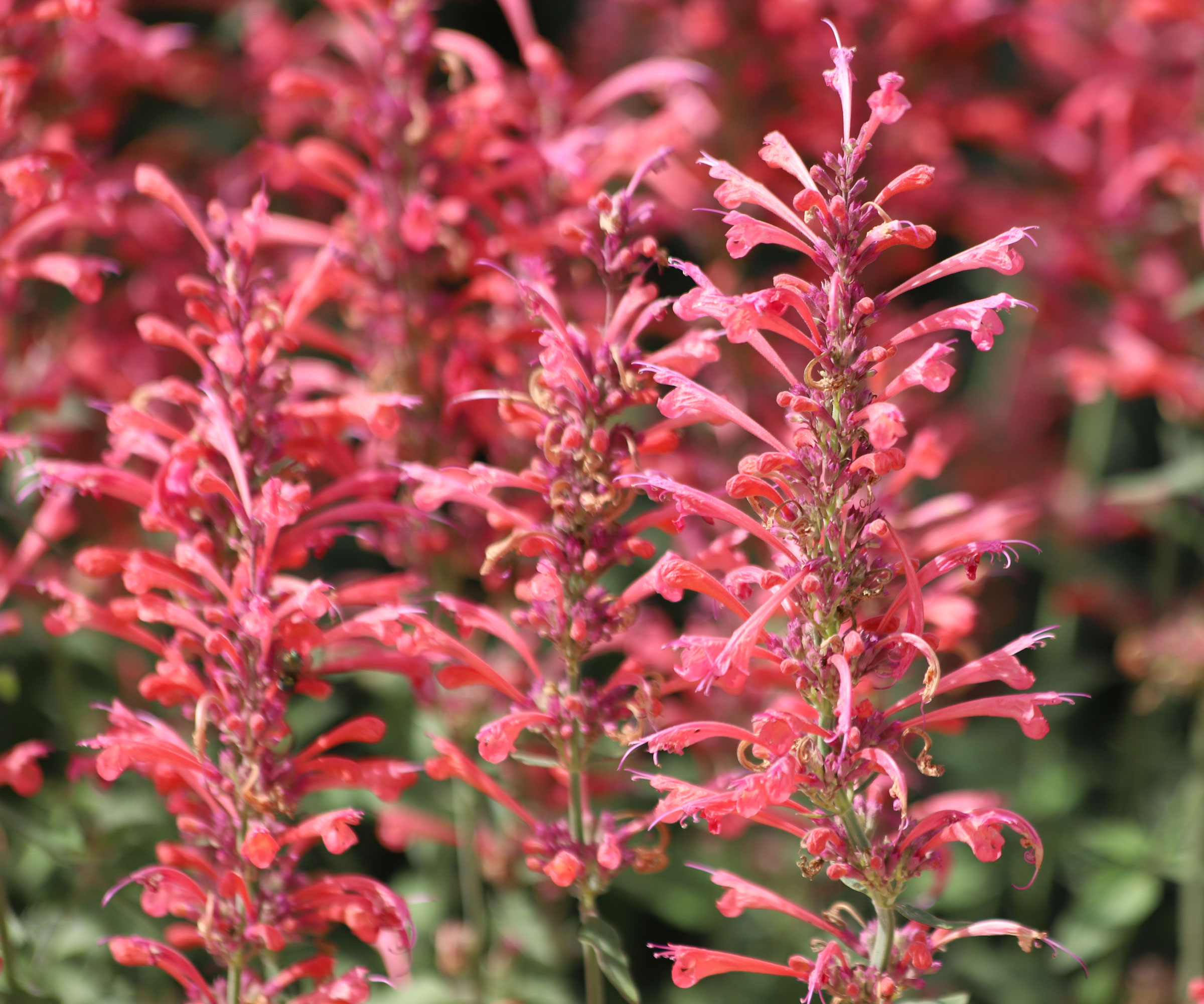 agastache Tutti Frutti in full bloom