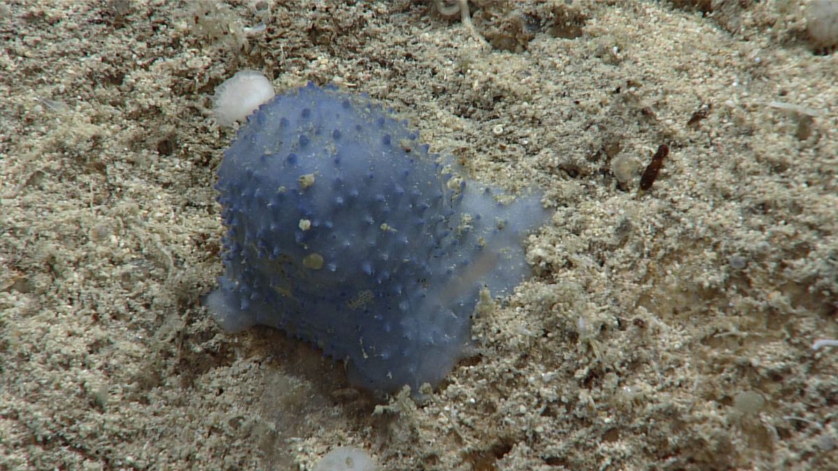 Mysterious 'blue goo' at the bottom of the sea stumps scientists