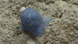 A close-up of one of the mysterious "blue goo" creatures discovered by researchers using an ROV near Saint Croix in the Caribbean.