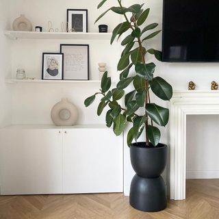 potted plant with white wall and wooden flooring