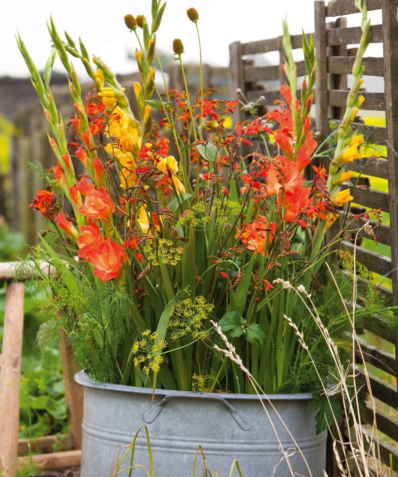 How and when to plant gladioli bulbs simple growing tips Gardeningetc