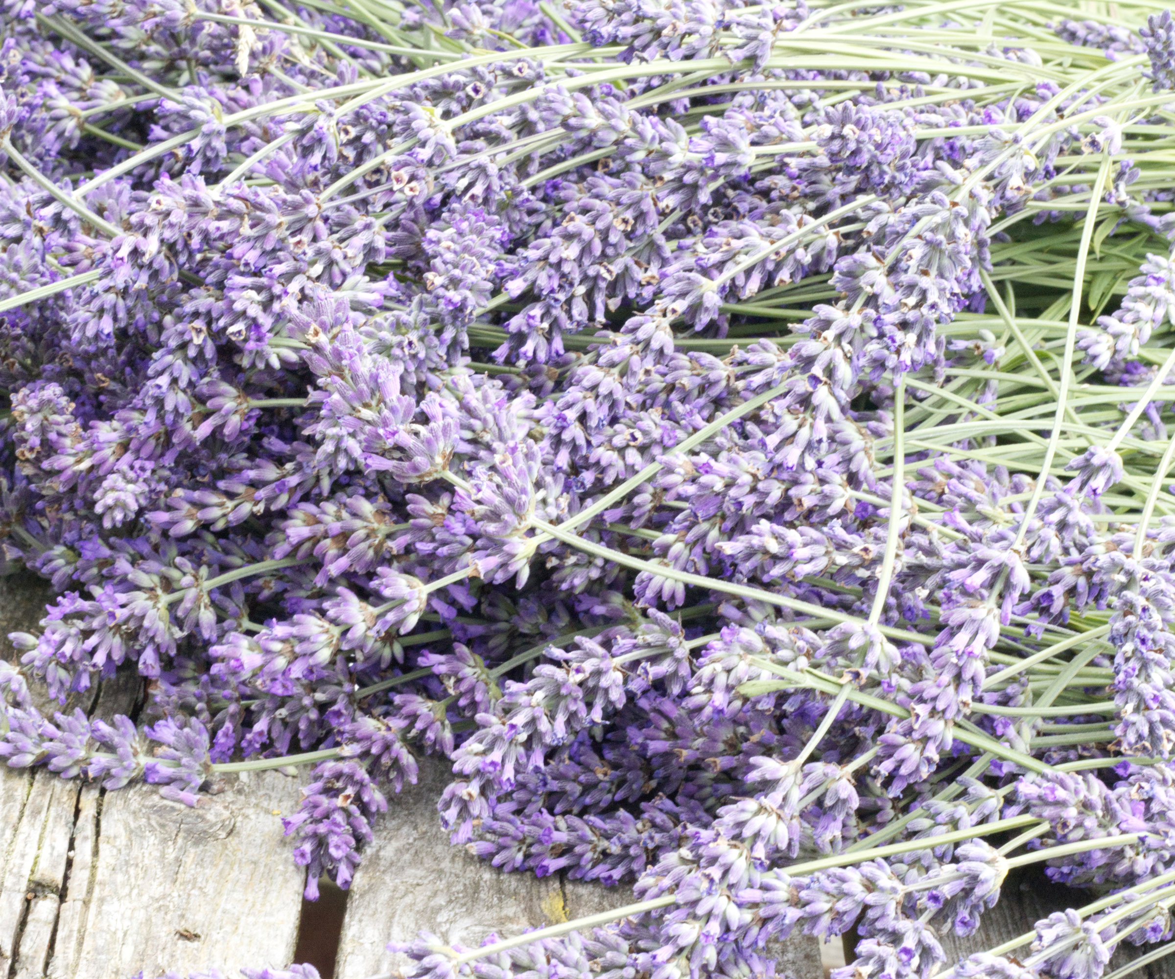 lavender harvest of flowers scattered on white wooden table