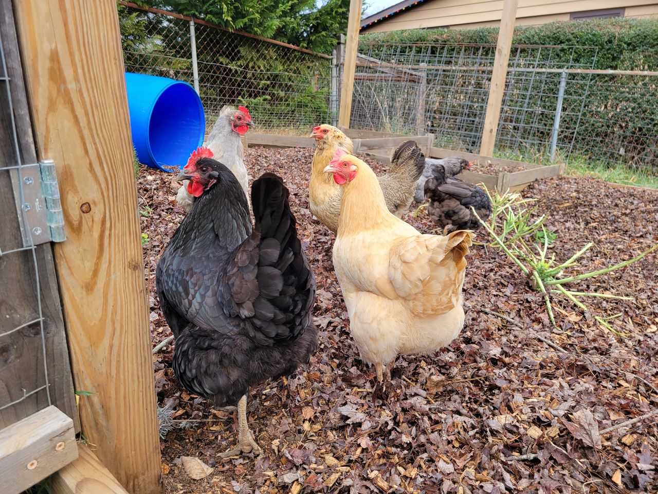 A photo of several chickens