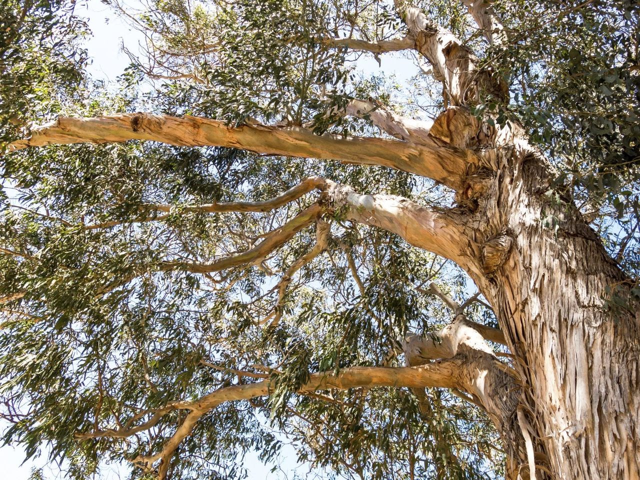 Eucalyptus Tree With Large Branches