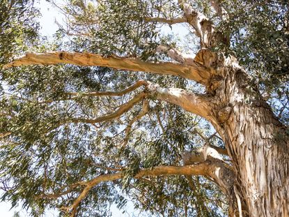 Eucalyptus Tree With Large Branches
