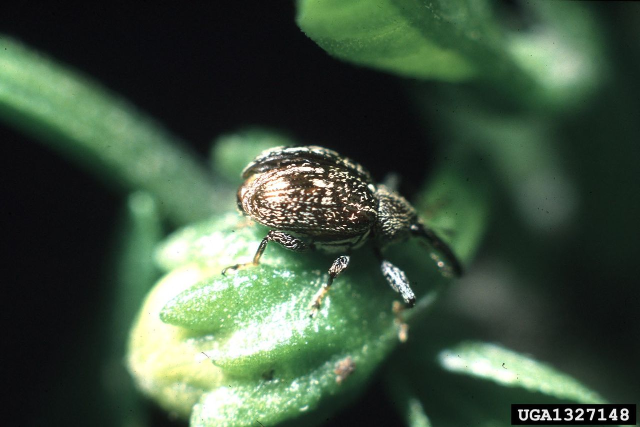 pepper weevil