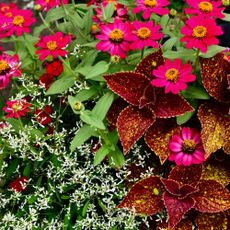 A close-up shot of Zinnia flowers with Coleus and Euphorbia