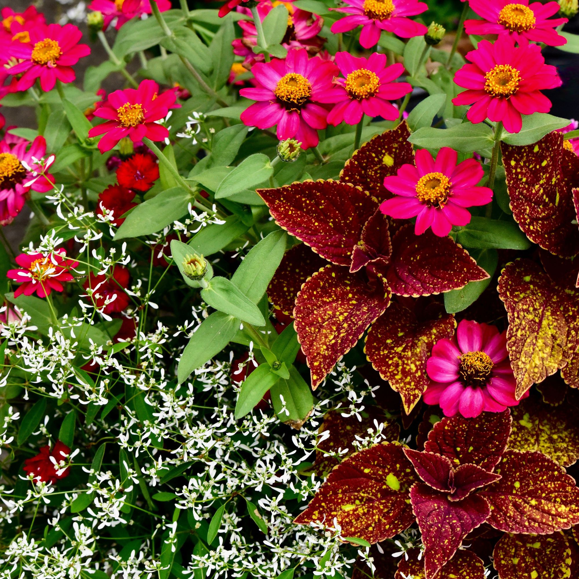 A close-up shot of Zinnia flowers with Coleus and Euphorbia