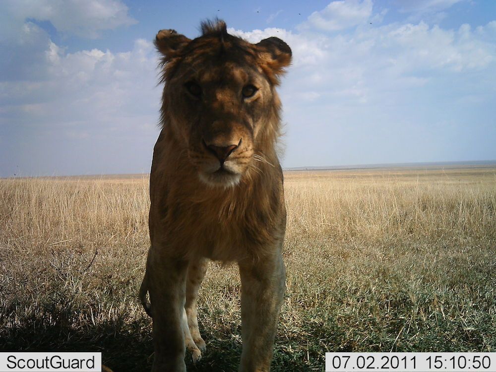 serengeti, wild animals, african animals,