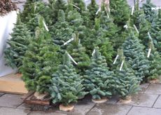 Christmas trees, making your tree last