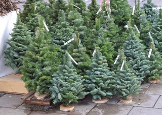 fake pine christmas trees