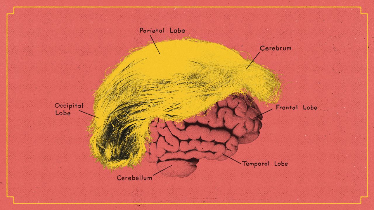 Illustration of a brain covered with Donald Trump&#039;s hair