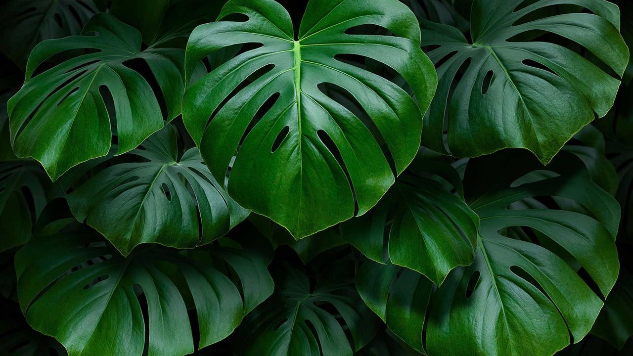 monstera leaves