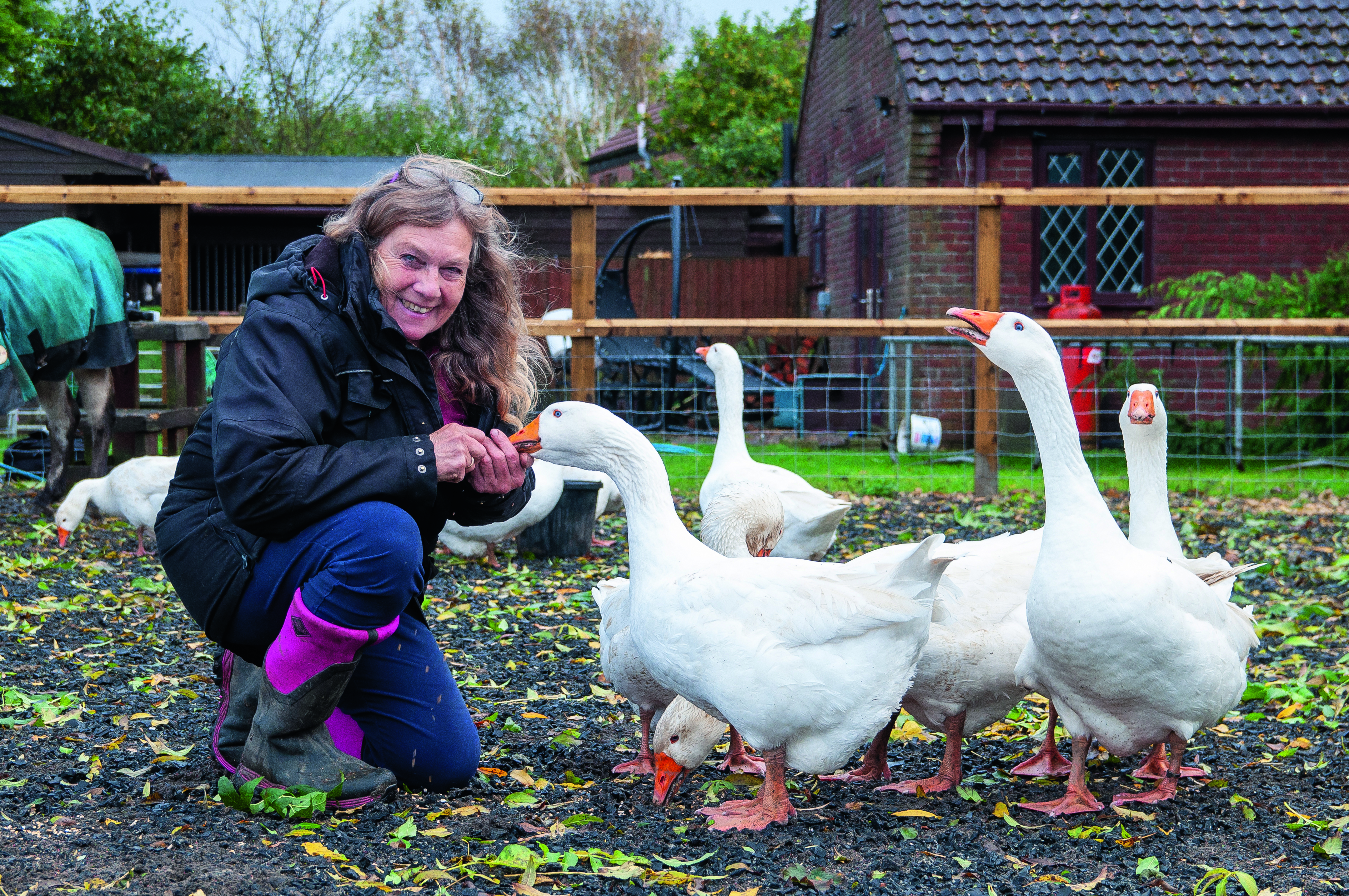 Jill Clark with her flock of geese