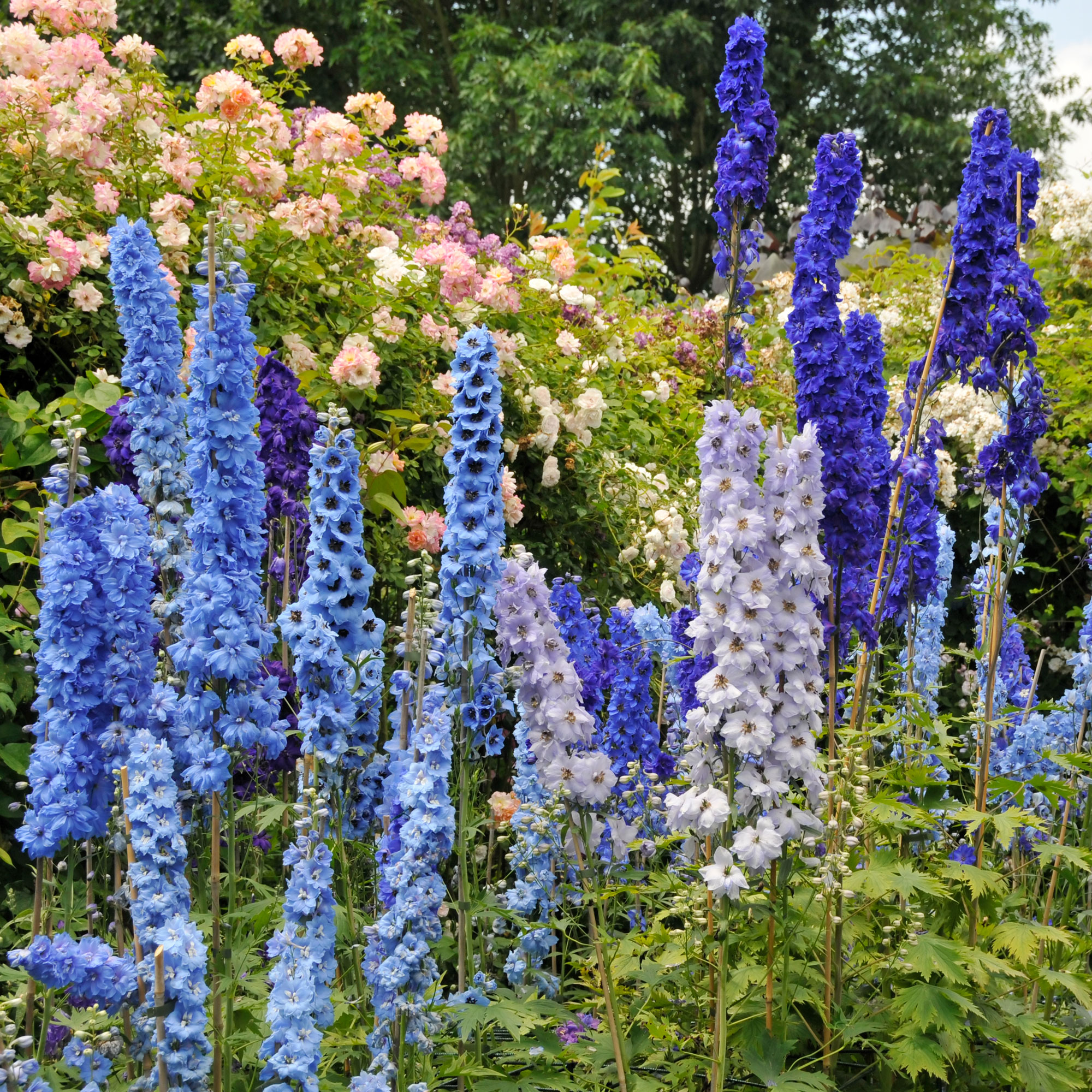 Blue delphiniums and pink roses in a garden border