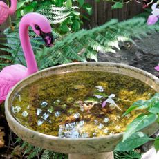 Dirty bird bath with mosquitos and flamingo lawn decor