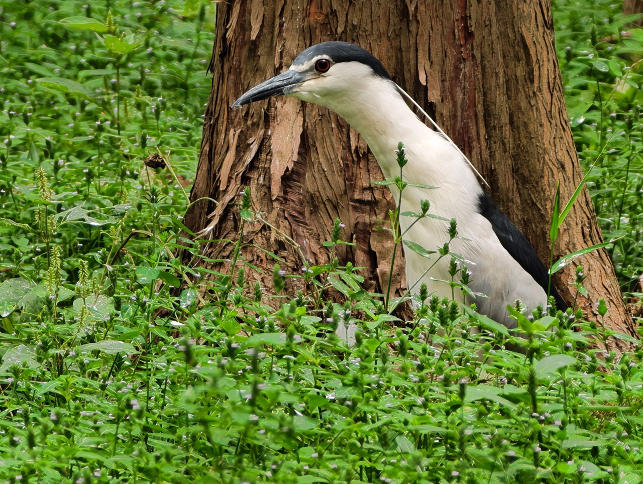 Vivo X500 Pro Max and G2 Ultra 4.7x teleconverter sample gallery: large bird by the base of a tree in a nature reserve outside of Shanghai, China