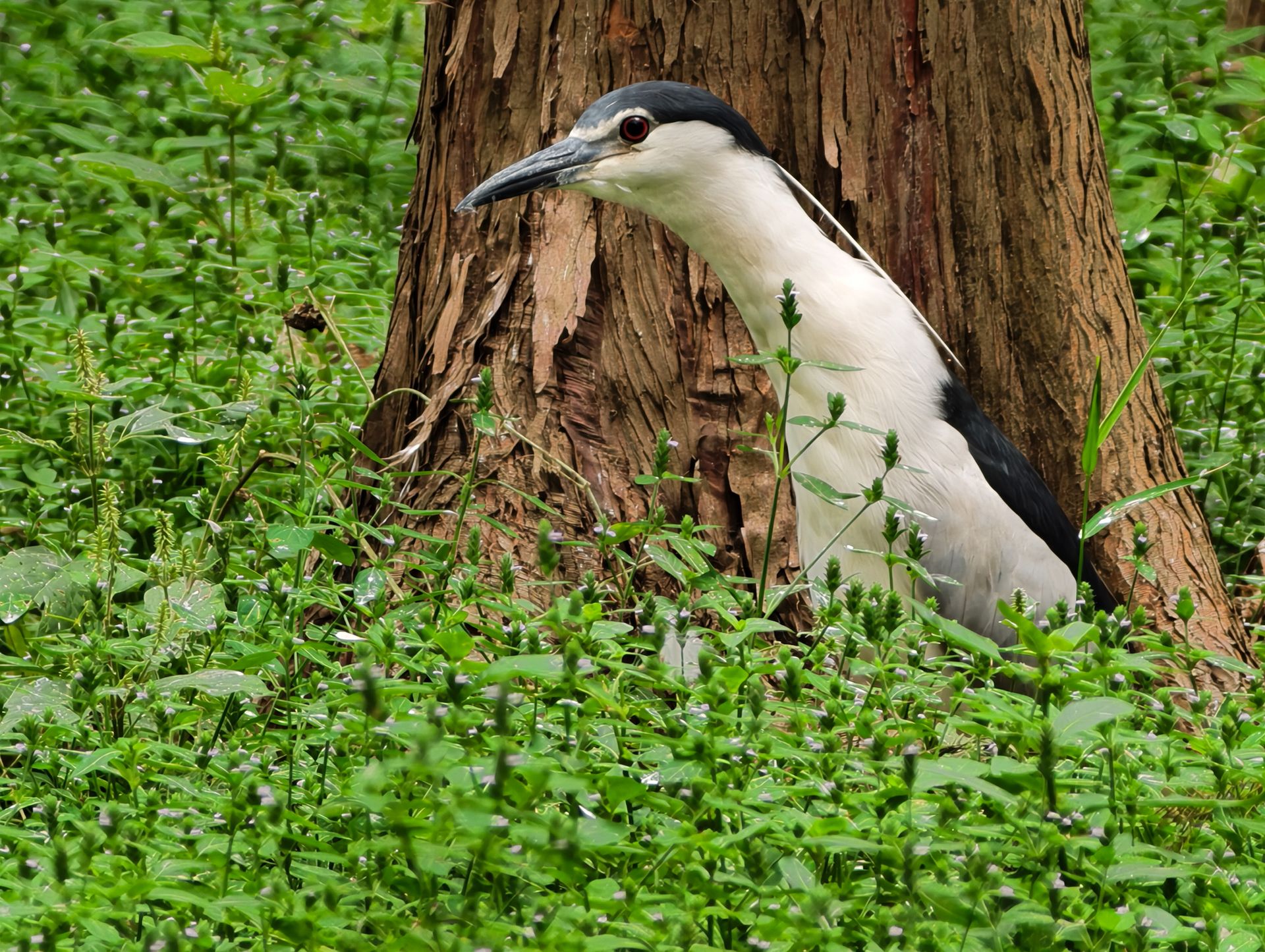 Vivo X500 Pro Max and G2 Ultra 4.7x teleconverter sample gallery: large bird by the base of a tree in a nature reserve outside of Shanghai, China
