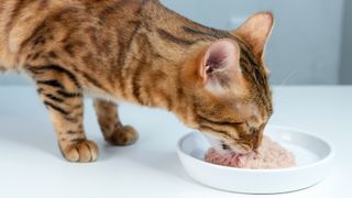 Is wet food bad for cats A vet s view PetsRadar