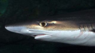 A close-up of a sleeper shark.