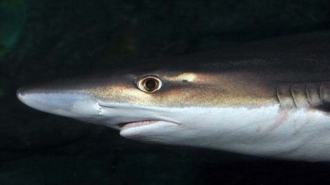 Missing man's remains found in shark's belly, but it's 'very very ...