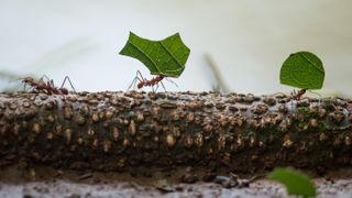Leafcutter ants in Sarapiqui, Costa Rica