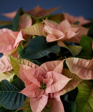 pink poinsettia and blue background