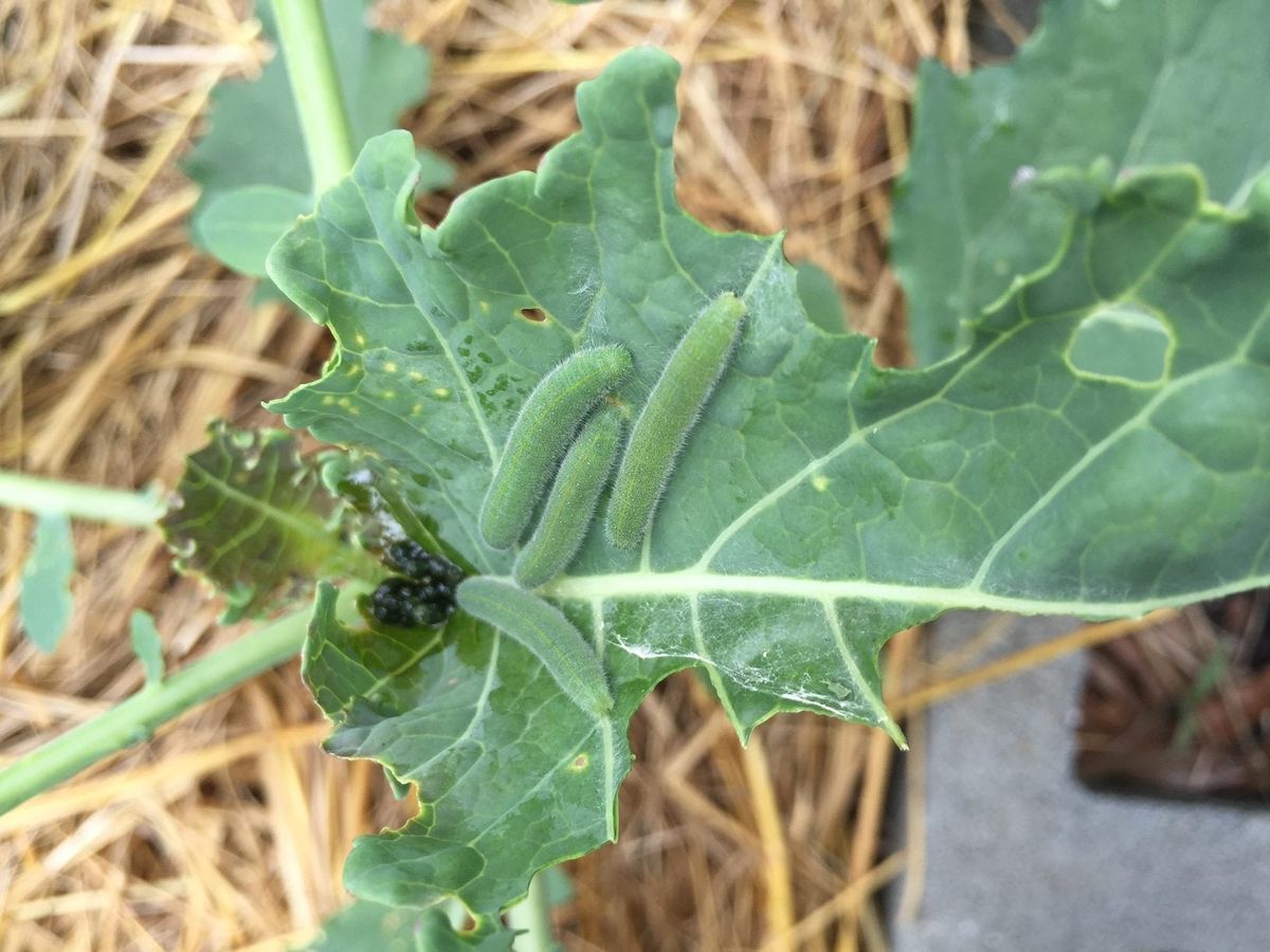 What To Do For Caterpillars In Broccoli Heads Gardening Know How