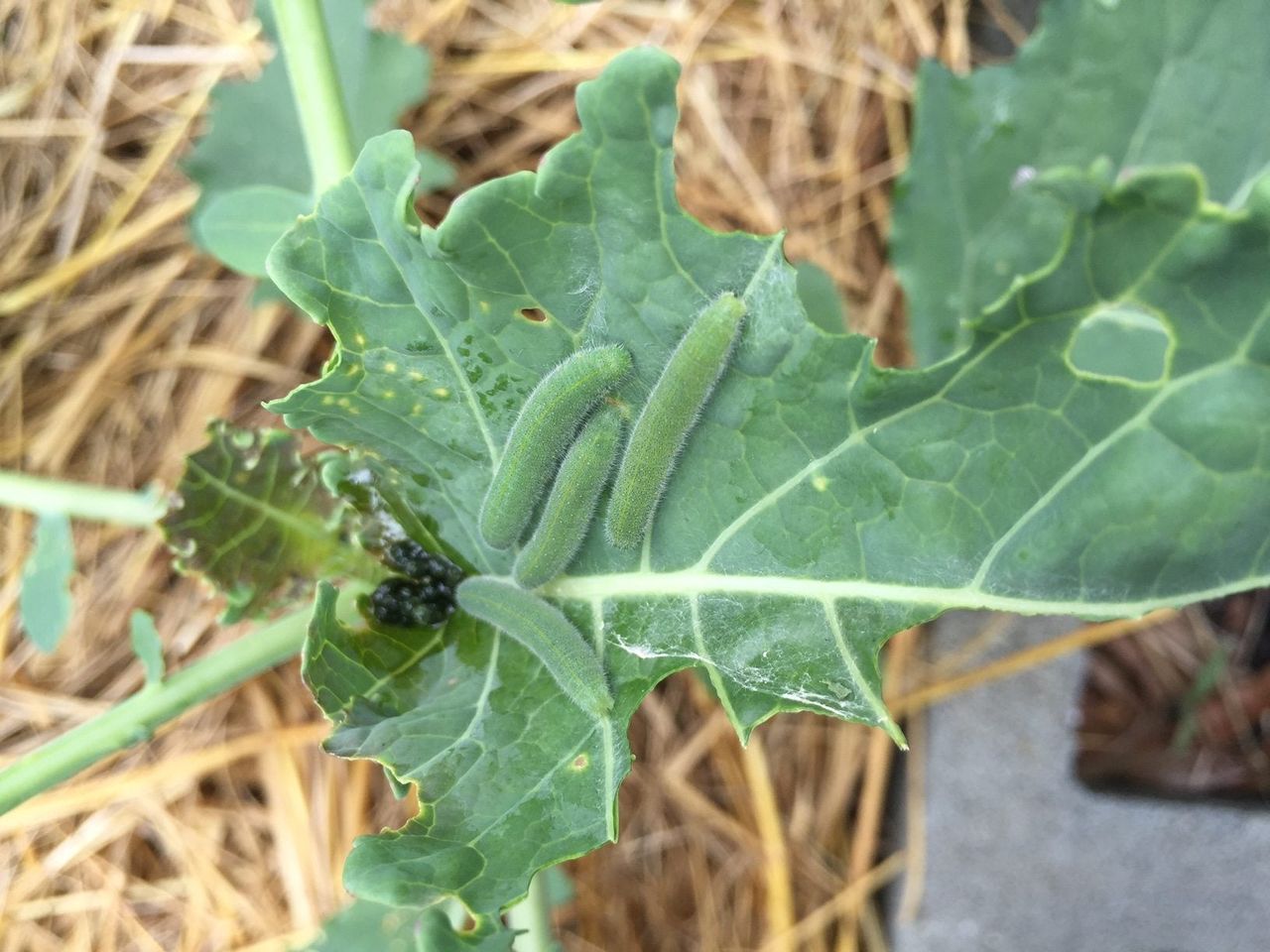 Caterpillars In Broccoli Head