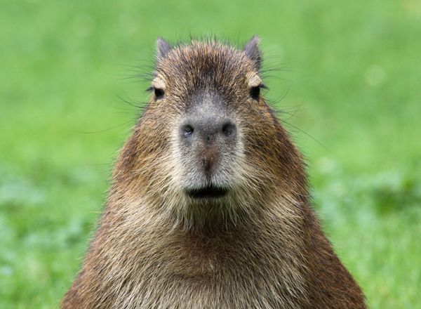 Facts About Capybaras | Live Science