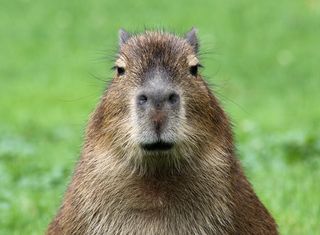 San Diego Zoo - The word capybara means master of the grass and its  scientific name, Hydrochoerus, means water hog because of its love for  water. The capybara, however, is not a